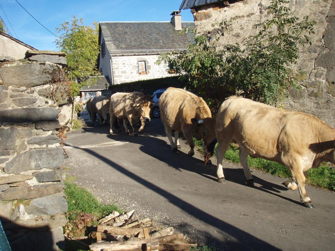 A VENDRE BELLE PETITE MAISON TRES ANCIENNE DE CAMPAGNE EN PIERRE - Photo 15 - Saint-Chély-d'Aubrac